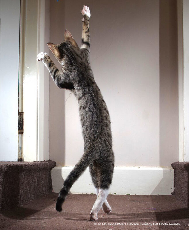 Le chat qui danse
