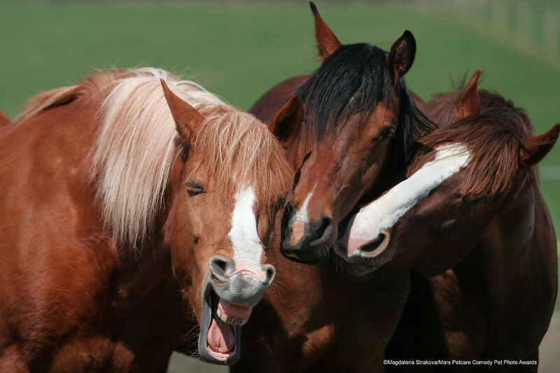 Les chevaux papotent